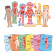 Hape - Human Body Magnetic Puzzle - Limolin 