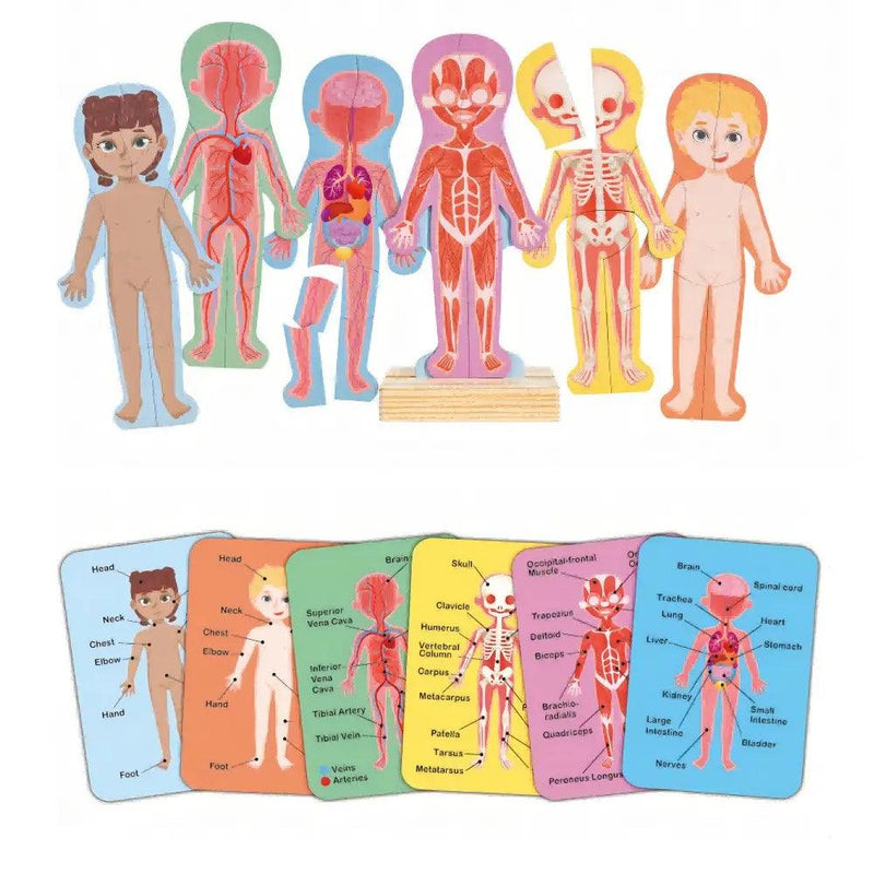 Hape - Human Body Magnetic Puzzle - Limolin 