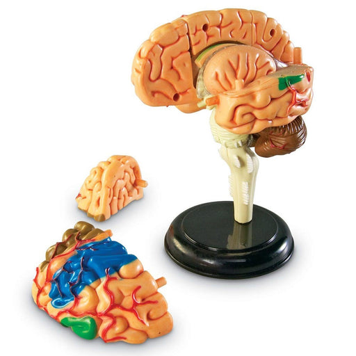Learning Resources - Brain Anatomy Model - Limolin 