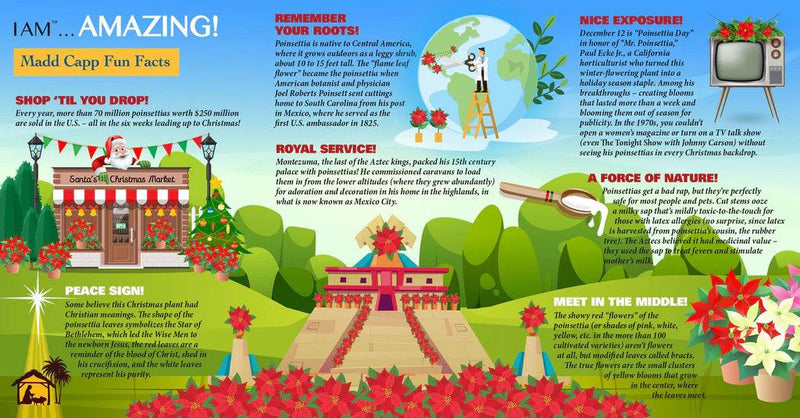 Madd Capp Puzzles - I Am Poinsettia (350 Pc) - Limolin 