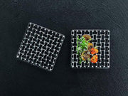 Nachtmann - Bossa Nova Platter Square (Set of 2) | 5.5 in - Limolin 