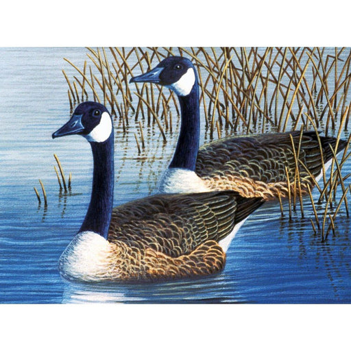 ROYAL - Large PBN Geese - Limolin 