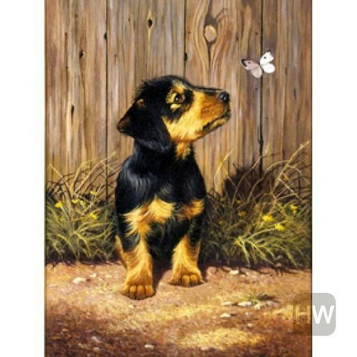 ROYAL - PBN Daschund Puppy - Limolin 