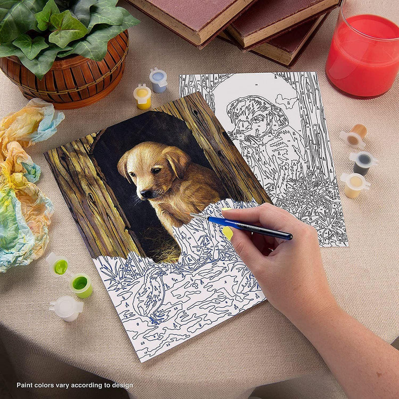 ROYAL - PBN Labrador Puppy - Limolin 