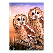 ROYAL - PBN Tawny Owls - Limolin 