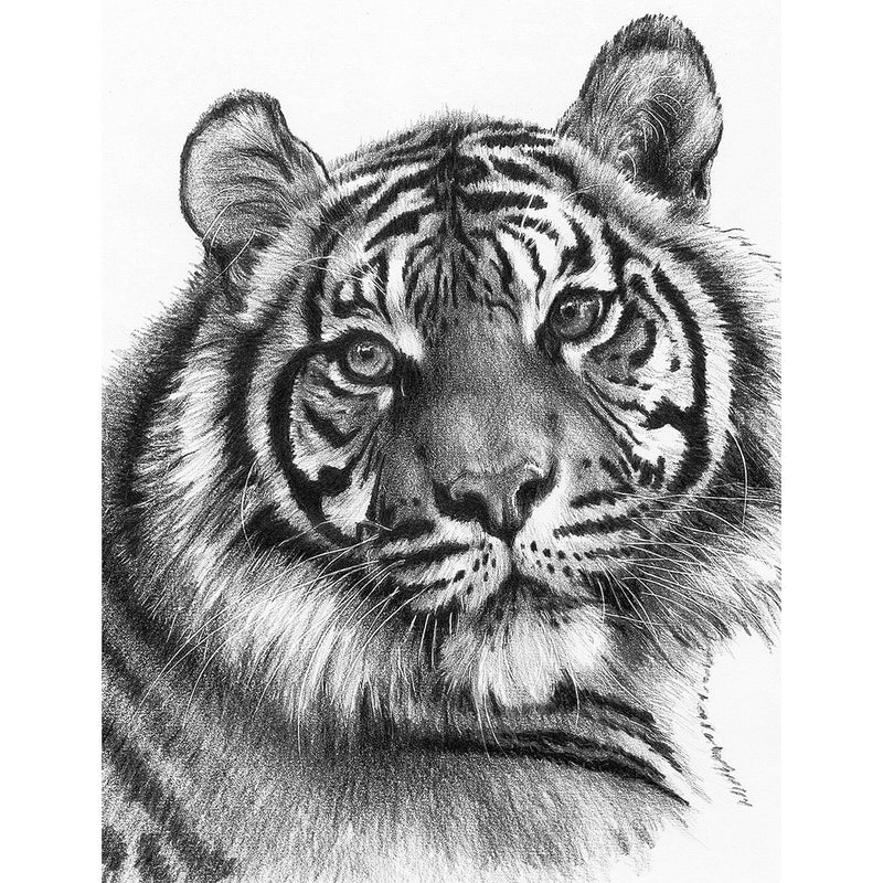 ROYAL - SKBN Clawdia - Limolin 