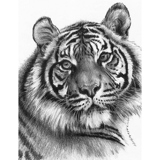 ROYAL - SKBN Clawdia - Limolin 