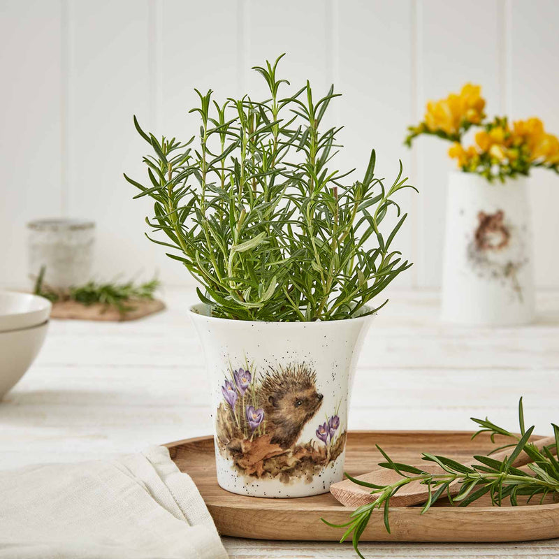 Royal Worcester - WRENDALE FLOWER/HERB POT-4" (HEDGEHOG) - Limolin 