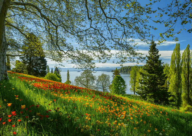Schmidt Spiele - Puzzle - Tulips In Bloom, Mainau Island (1000-Piece Puzzle) - Limolin 