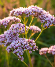 Traditional Medicinals - Nighty Night Extra Tea Valerian - Limolin 
