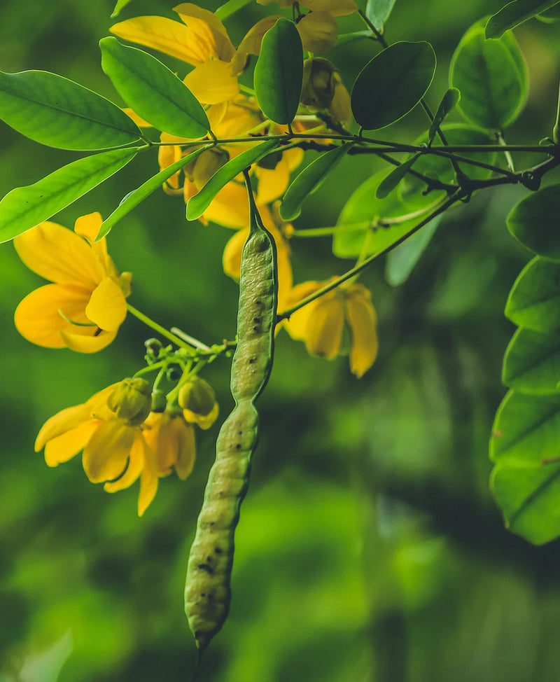 Traditional Medicinals - Smooth Move Peppermint Tea 16s - Limolin 