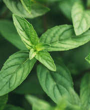 Traditional Medicinals - Smooth Move Peppermint Tea 16s - Limolin 