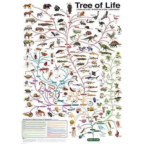 Eurographics - The Tree of Life (1000-Piece Puzzle) - Limolin 