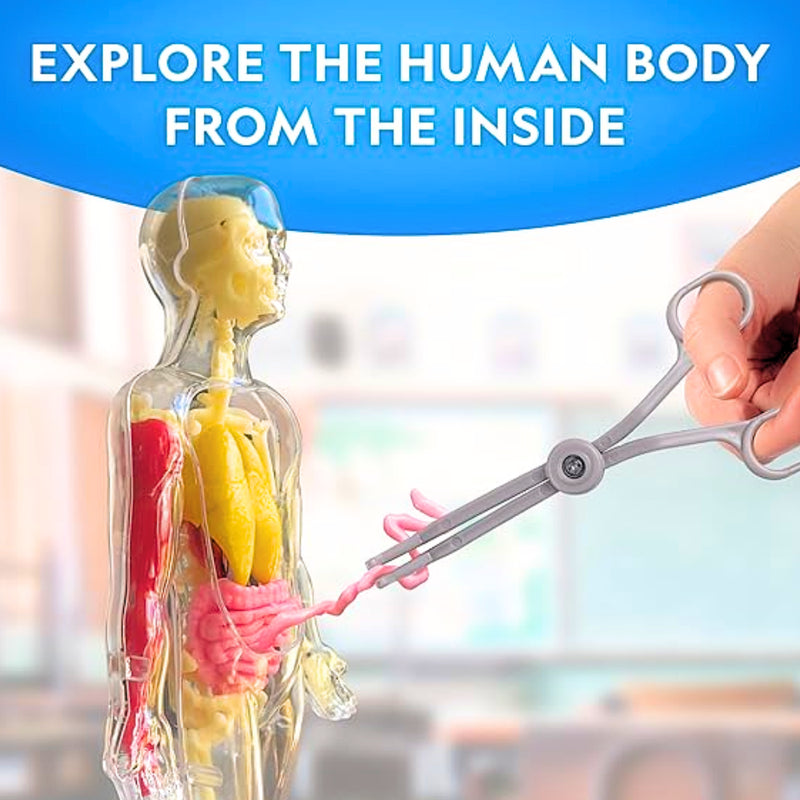 National Geographic - Glow - in - the - Dark Human Body Toys & Games