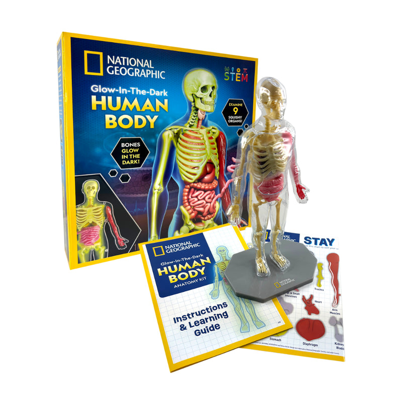 National Geographic - Glow - in - the - Dark Human Body Toys & Games