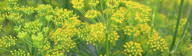 Traditional Medicinals - Organic Fennel Tea 16 Tbags Food & Candy