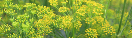 Traditional Medicinals - Organic Fennel Tea 16 Tbags Food & Candy