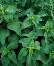 Traditional Medicinals - Organic Nettle Leaf 16 Tbags Food & Candy