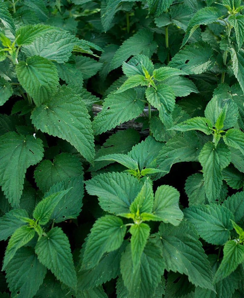 Traditional Medicinals - Organic Nettle Leaf 16 Tbags Food & Candy