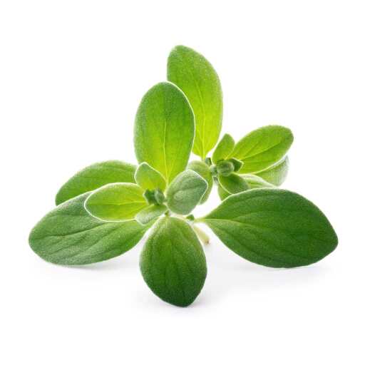 VERITABLE - VERITABLE Lingot Marjoram Lingot Organic Food, Beverages & Tobacco